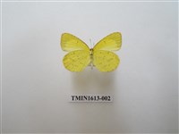 藏品(星黃蝶)的圖片